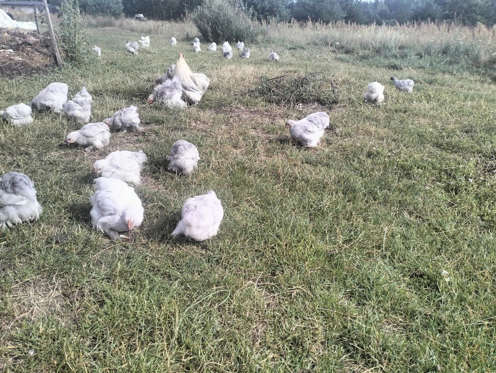 Kochin karzełek miniaturowy