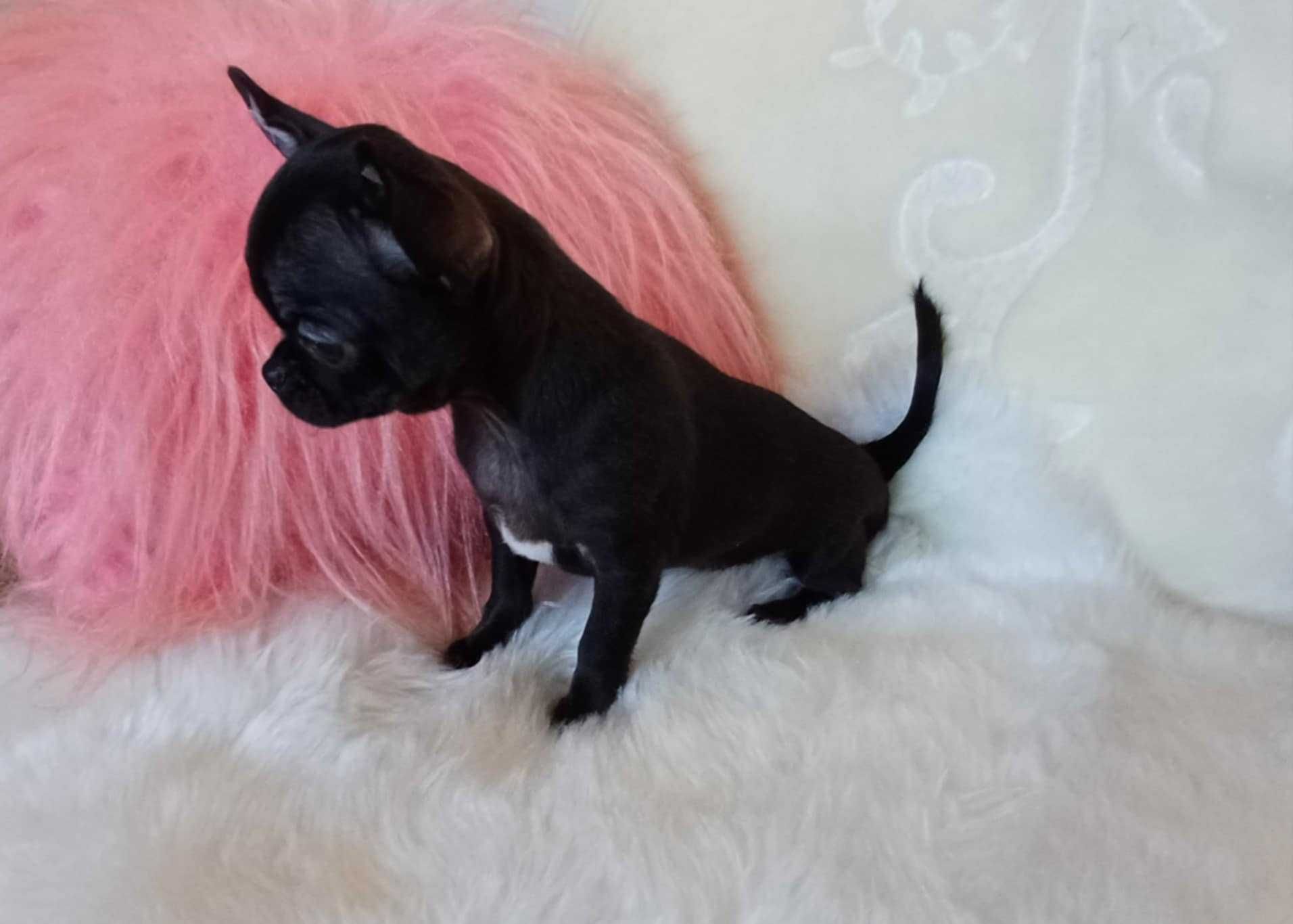 Chihuahua przepiękna trzymiesięczna dziewczynka