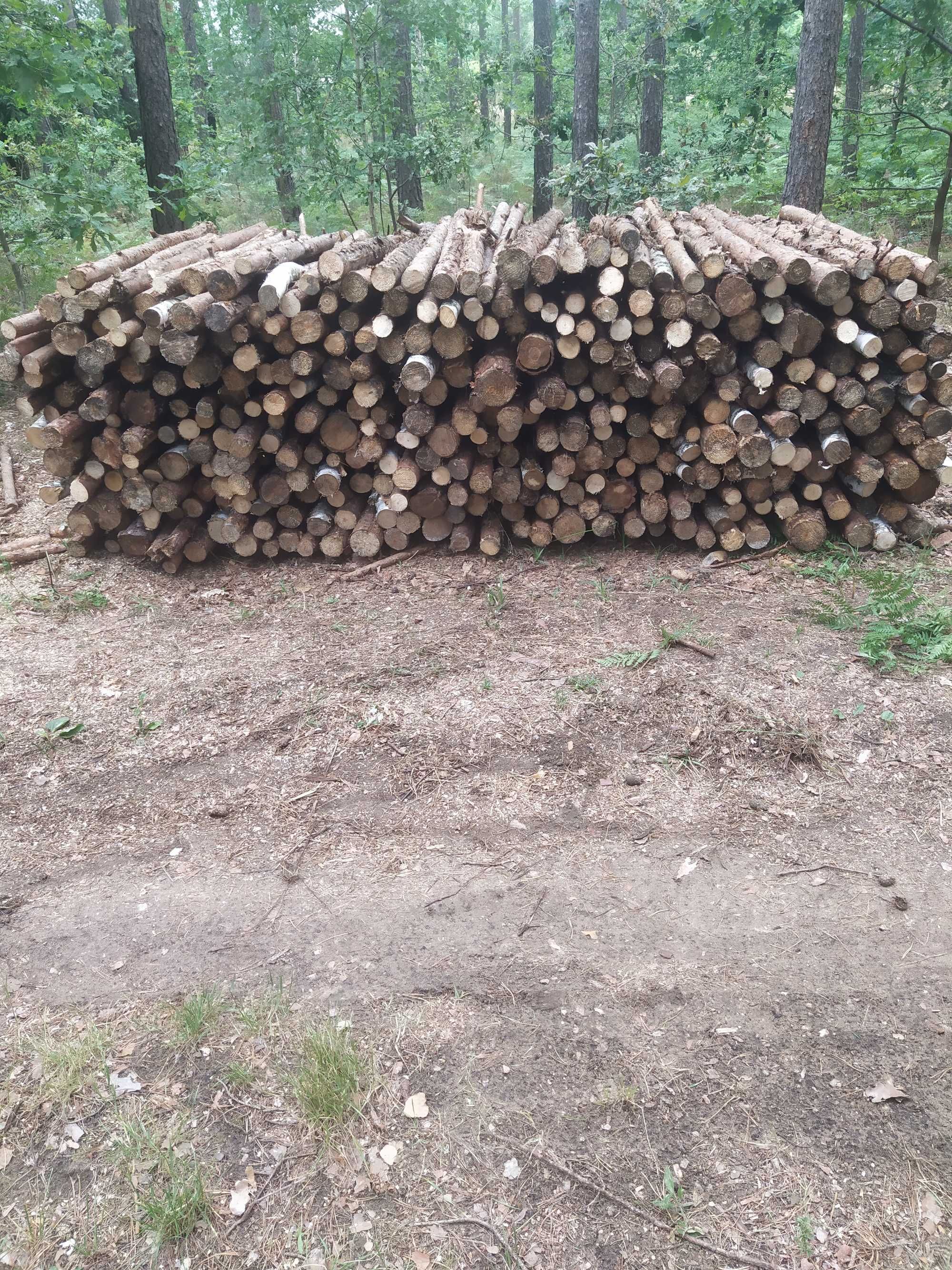 Drewno opałowe sosna