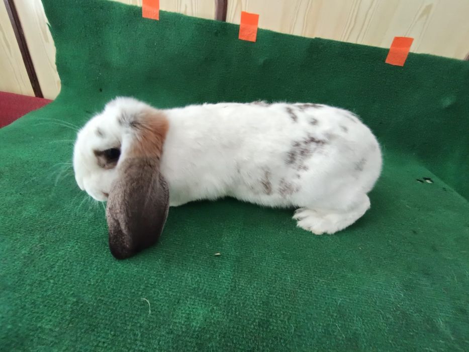 Tuszki z królika  barany francuskie 100% naturalna hodowla
