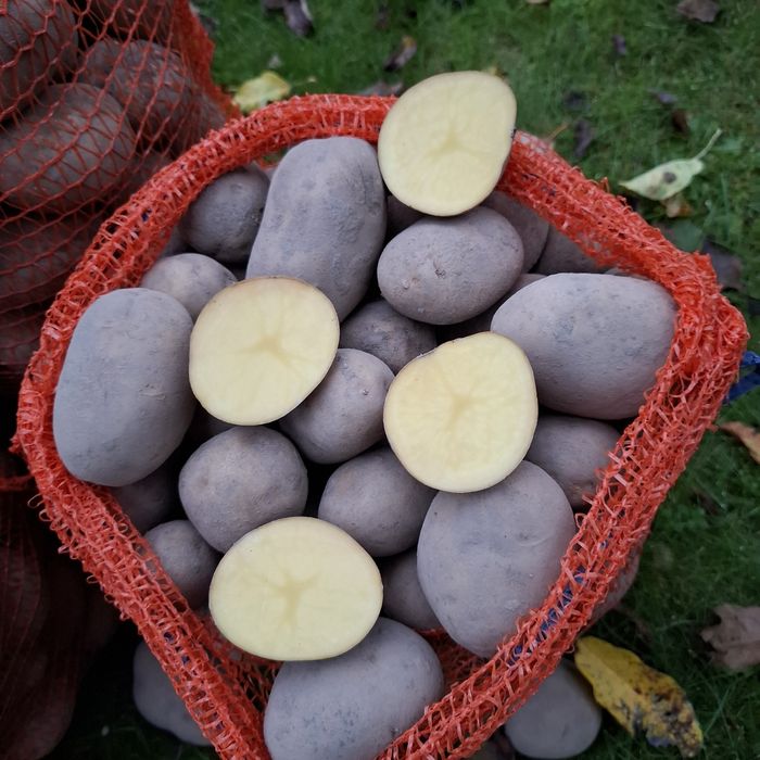 Świeże ziemniaki od rolnika 15 kg -  DARMOWA dostawa do Warszawy