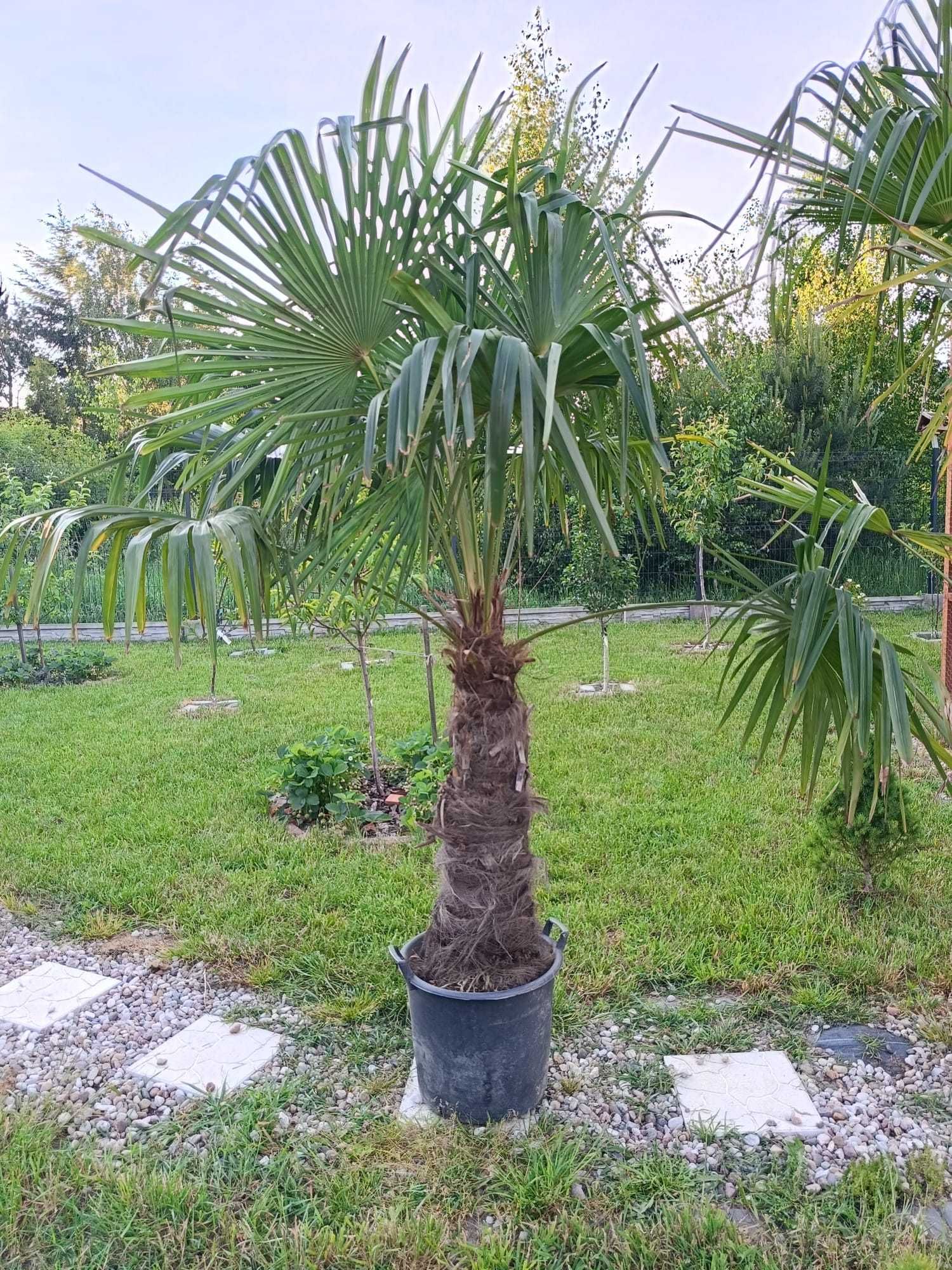 Palma Mrozoodporna Trachycarpus fortunei