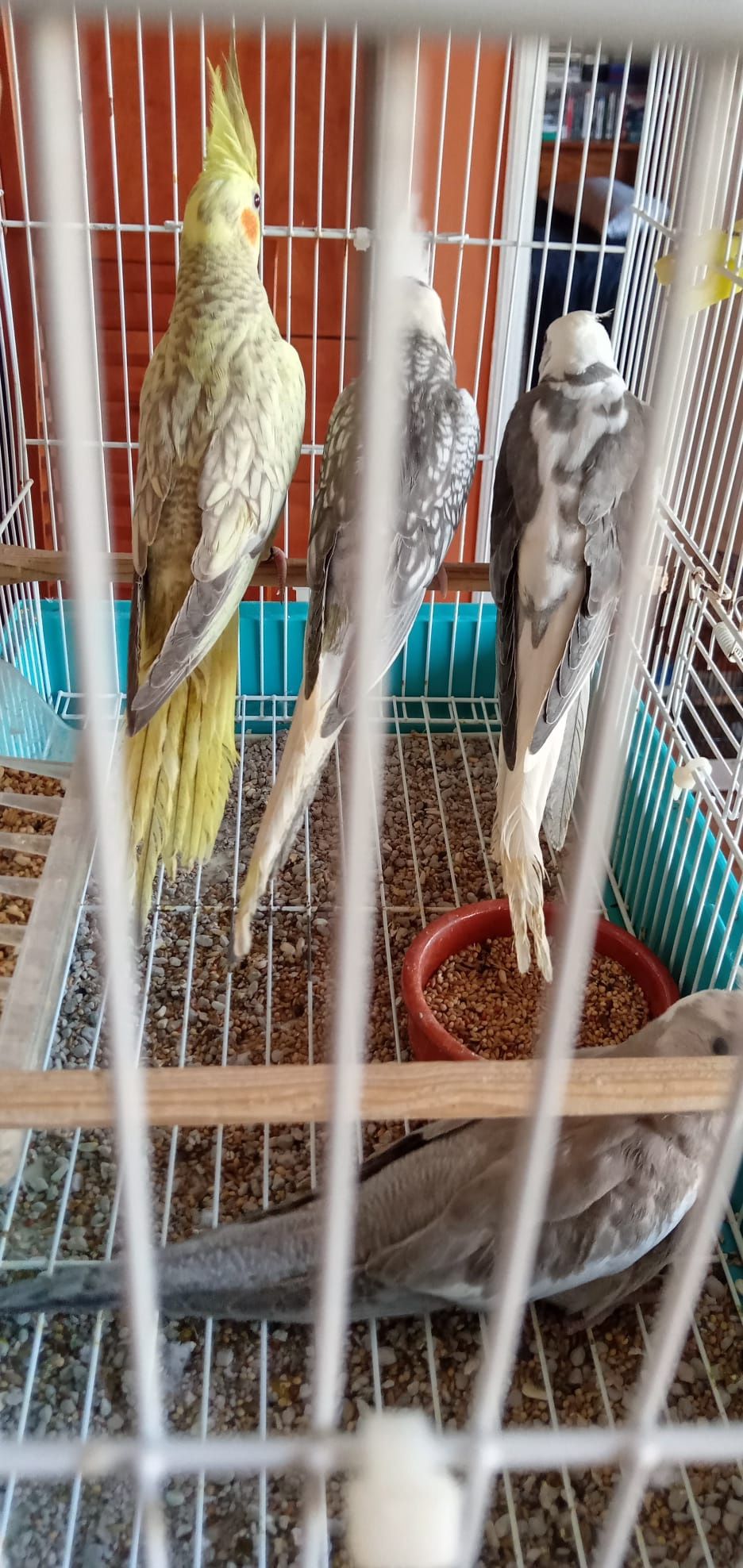 Cedem se agapornis e caturras domesticadas