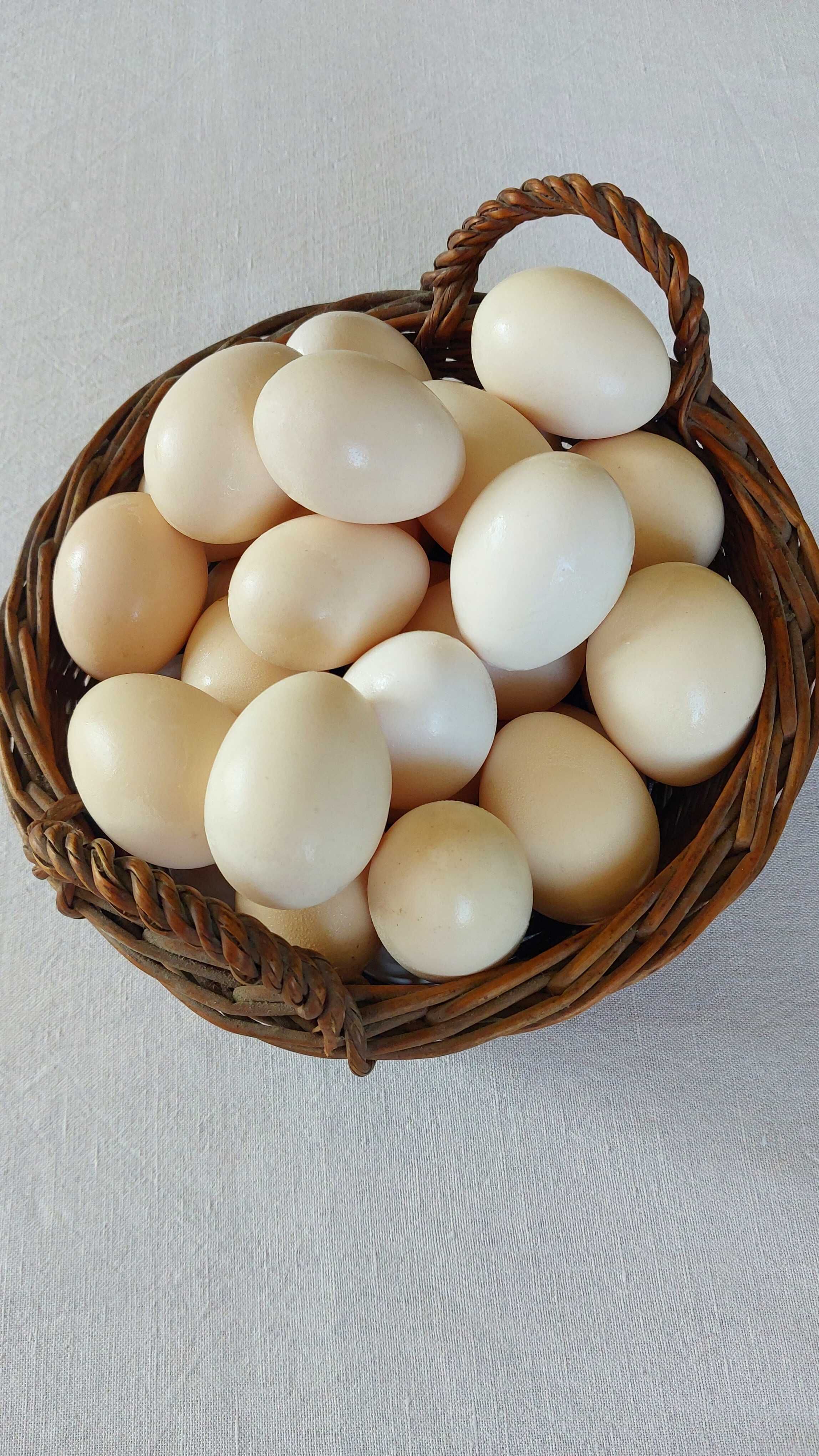 Jaja wiejskie od zielononóżki