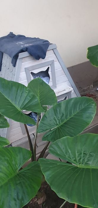 Planta orelhas de elefante