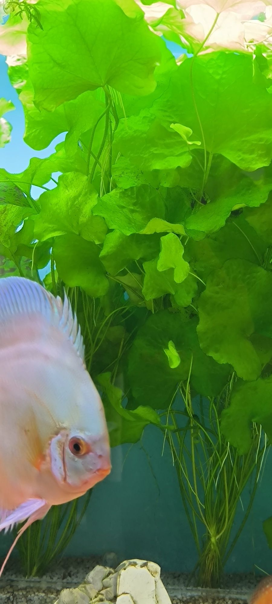 Lotos zielony tajwan,trawa pogestemin oktopus