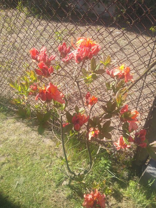 Pracę porządkowe na posesjach