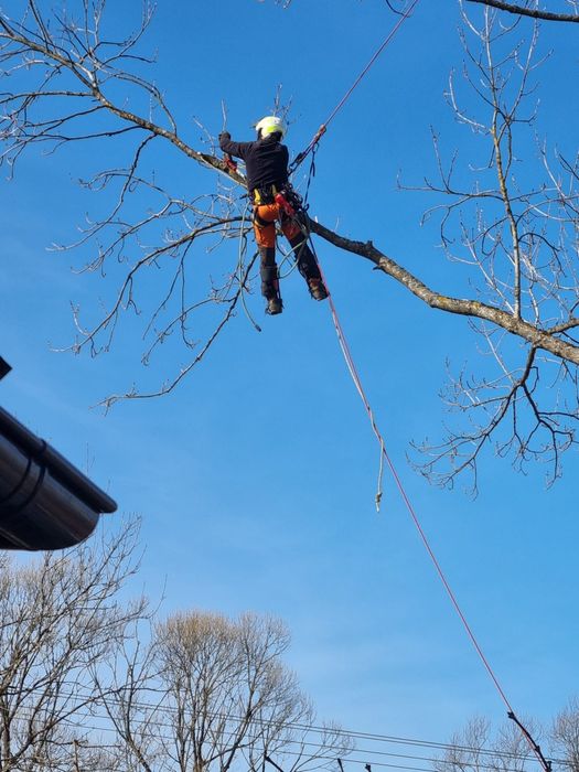 Wycinka i przycinka drzew , krzewów i opryski