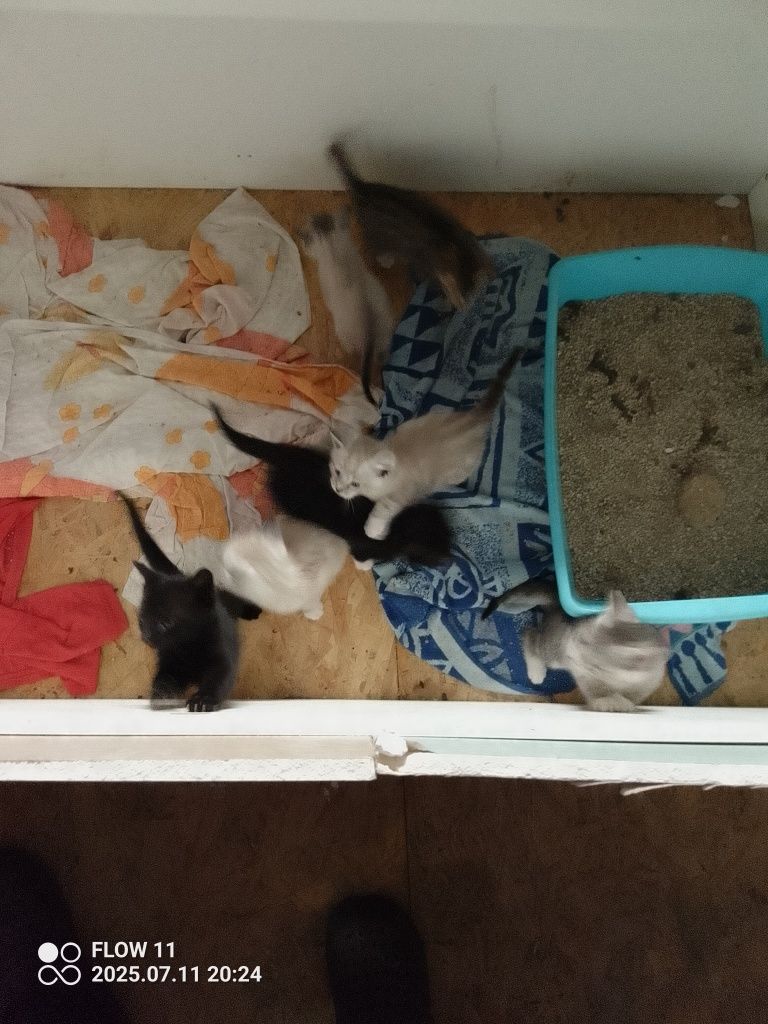 6 małych kotów do oddania za 2 tygodnie