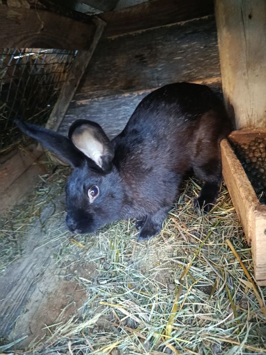 Продам кролів породами полтавське срібло та строкачі.