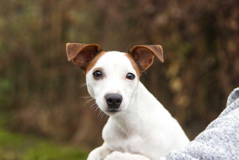jack russell terier DO ADOPCJI!