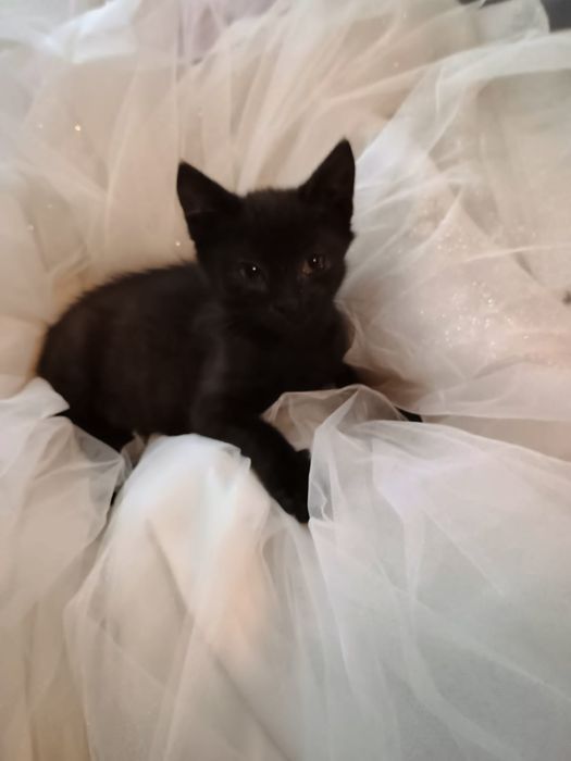 Віддам котиків і кішечку