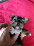 Yorkshire terrier śliczny piesio