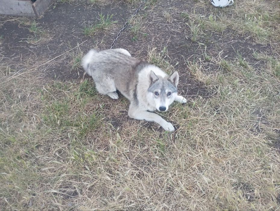 Продаю собаку-вірного друга