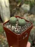 Кактус Сукулент Лофофора Діфуза Lophophora Diffusa