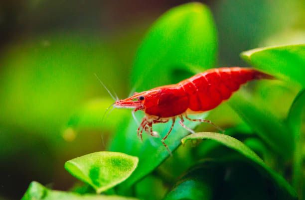 Red cherry - shrimp, camarões
