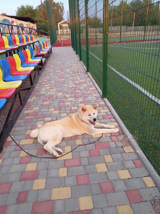 Елегантний самець Акіта Іну для в'язки