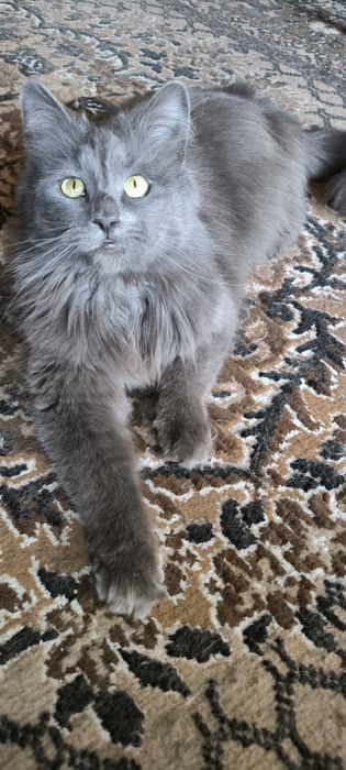 Красуня  шукає сім'ю ,бажано будинок