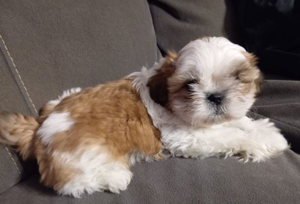 Shih tzu 10 tygodni
