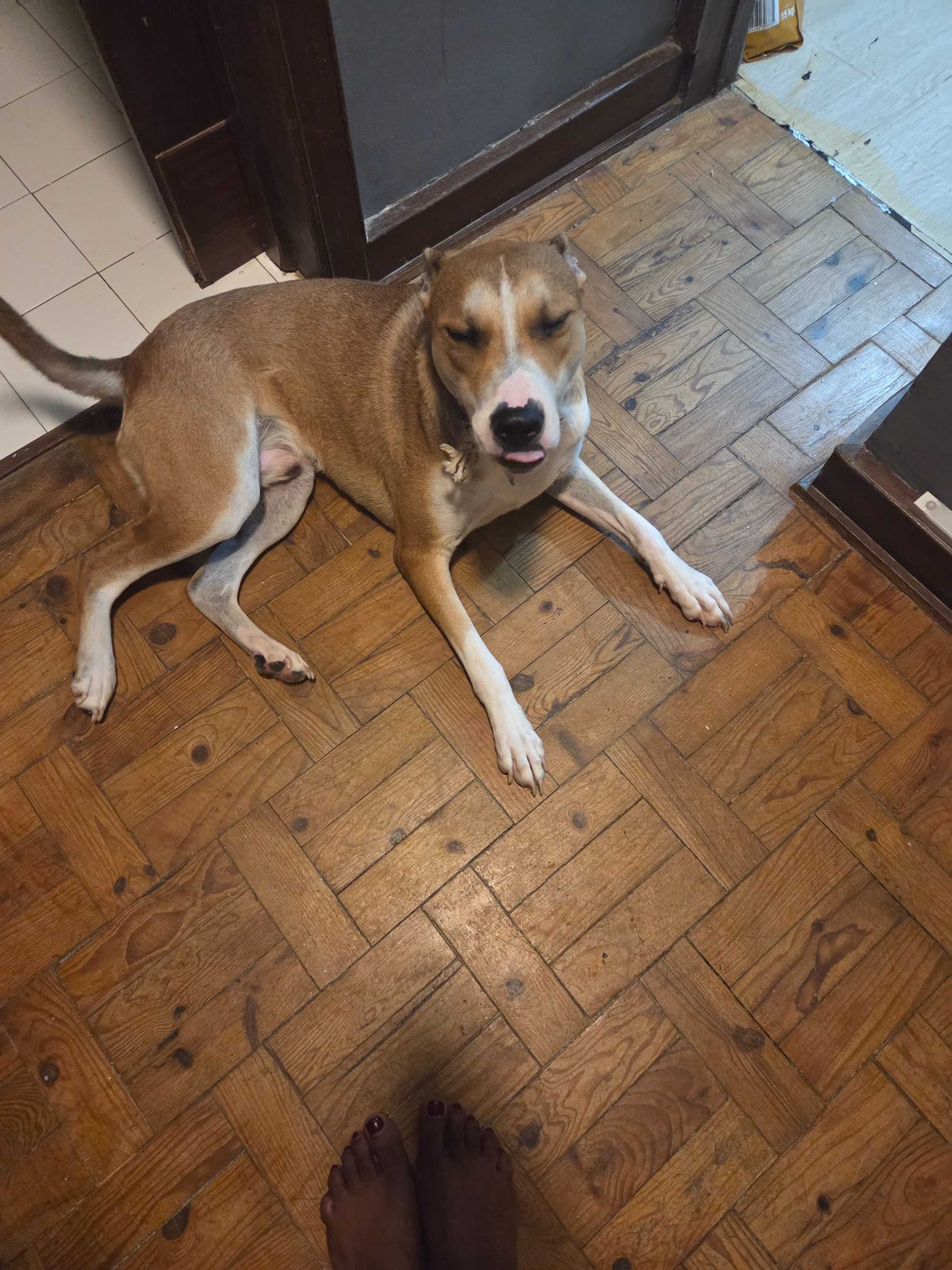 Pitbull meigo inteligente