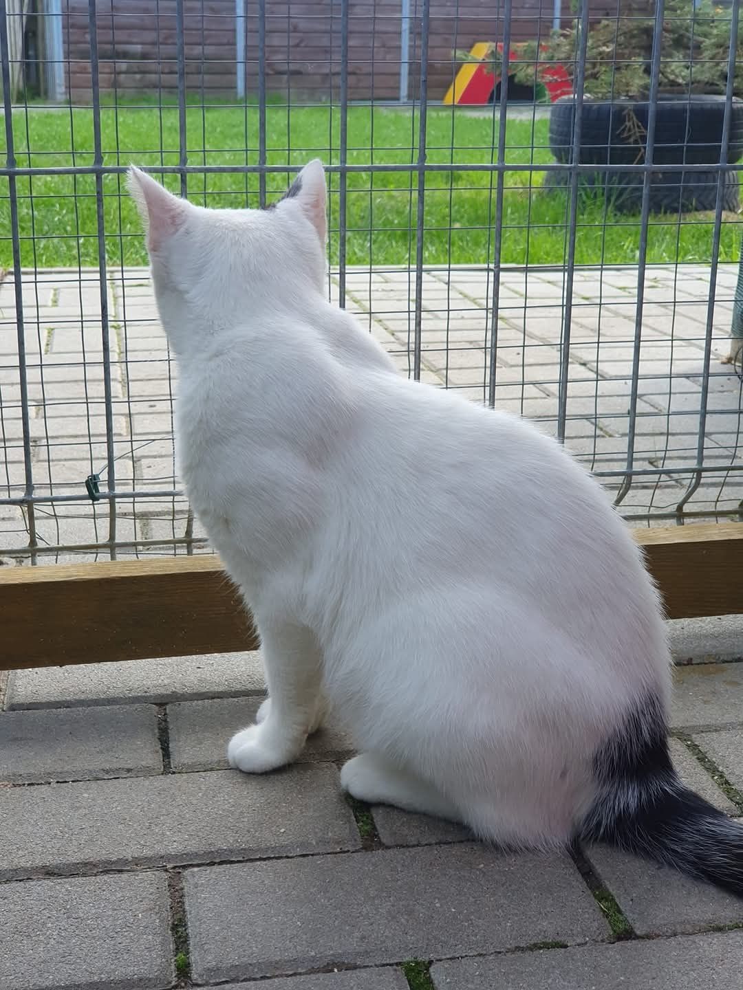Piękna biała kotka Chałka do adopcji!