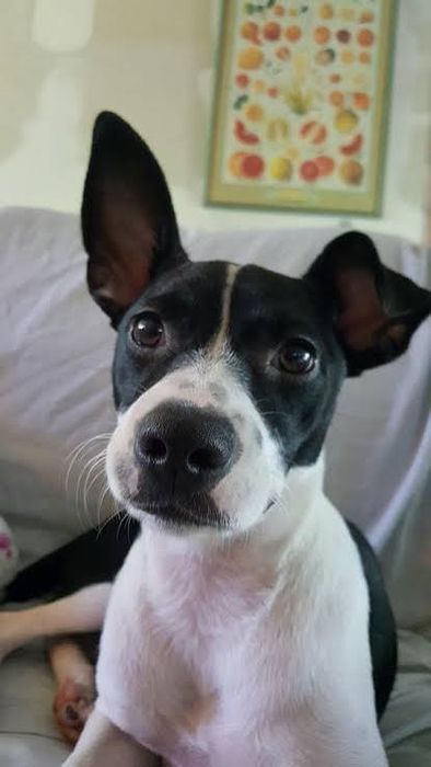 Caes jack russell pretos e brancos doacao