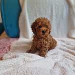 Pudel toy piesek