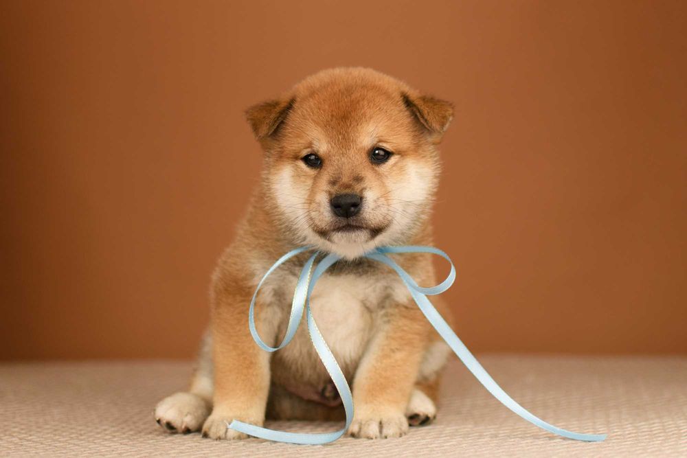 Безумно красивый мальчик сиба ину (shiba inu)