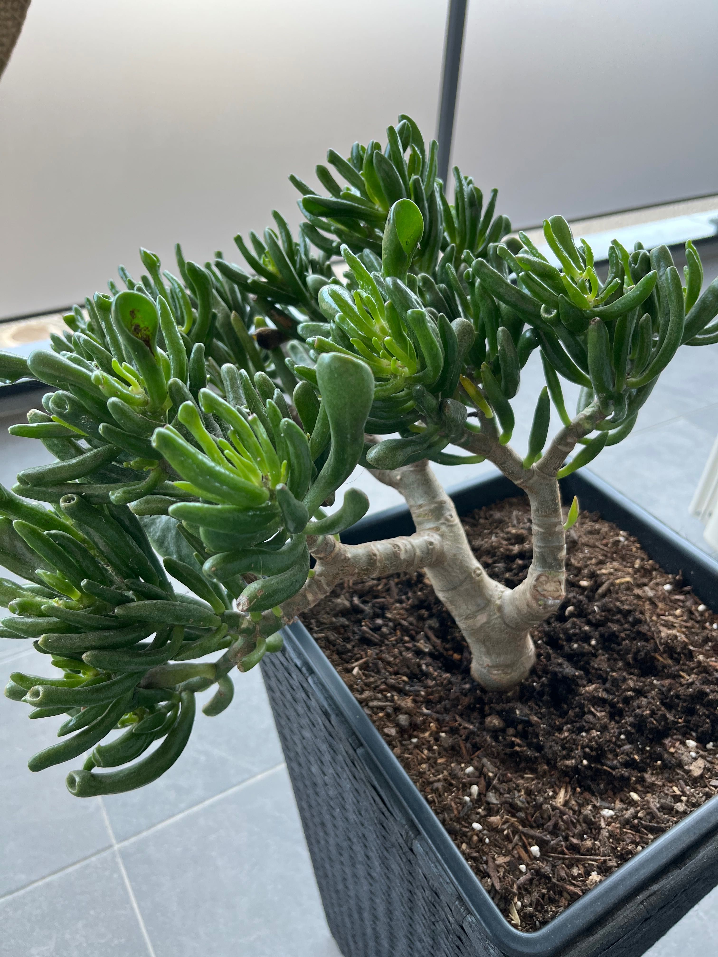 Bonsai de suculenta
