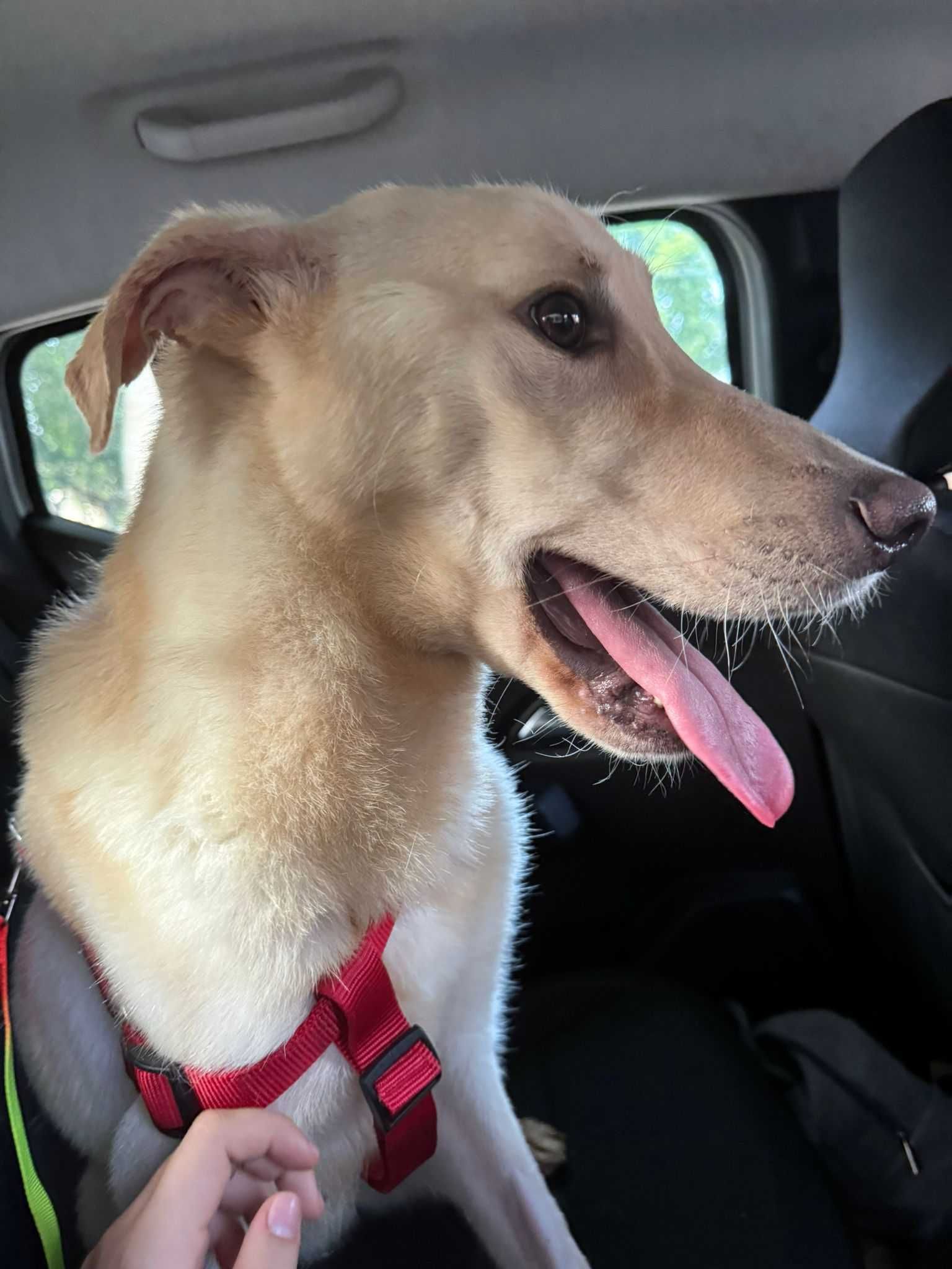 Cão Macho para adoção responsável