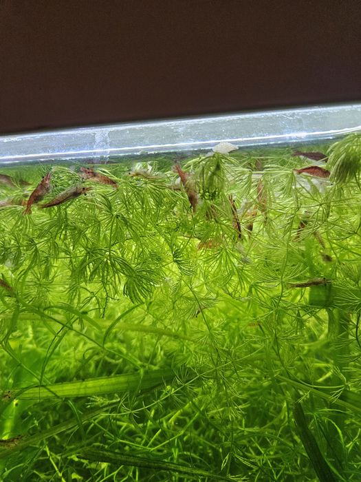 15 camaroes Red Cherry