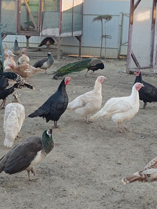 Продам індики та  індички