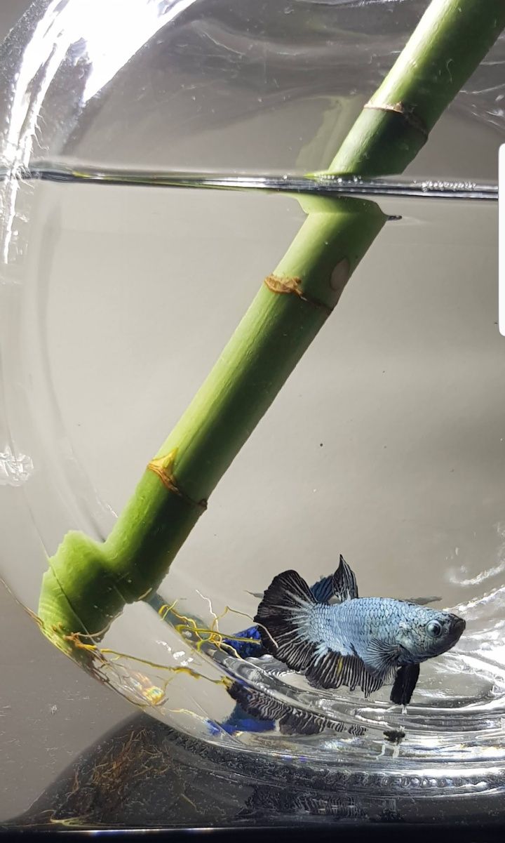 Betta Plakat samurai