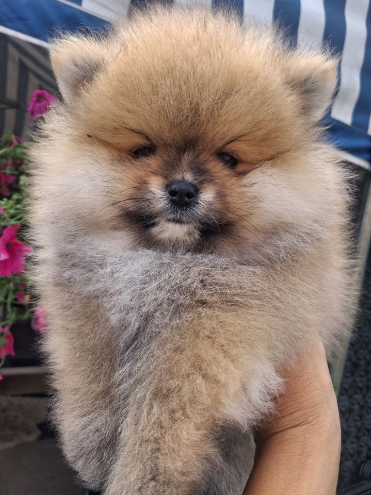 Szpic miniaturowy pomeranian