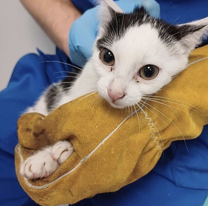 Zosia i Figa - cudowne kotki rozgladaja się sa domkiem