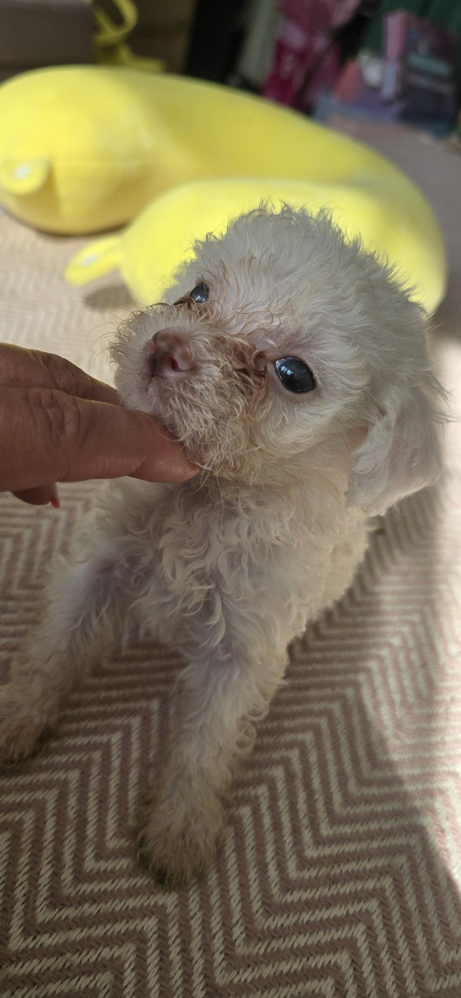 Malutki Maltipoo