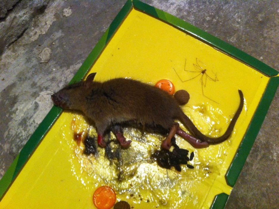 Pułapka na myszy lep myszołapka klejowa 32cm x 21cm 10szt