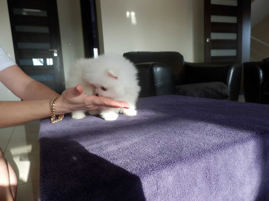 Szpic miniaturowy sunia biało kremowa Cyni mini XXXS BOO MISIO