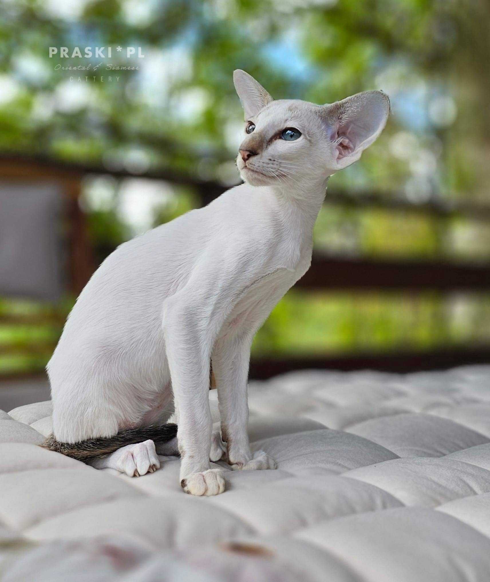 Kociak syjamski - chłopczyk - doskonały kot w rasie - FPL