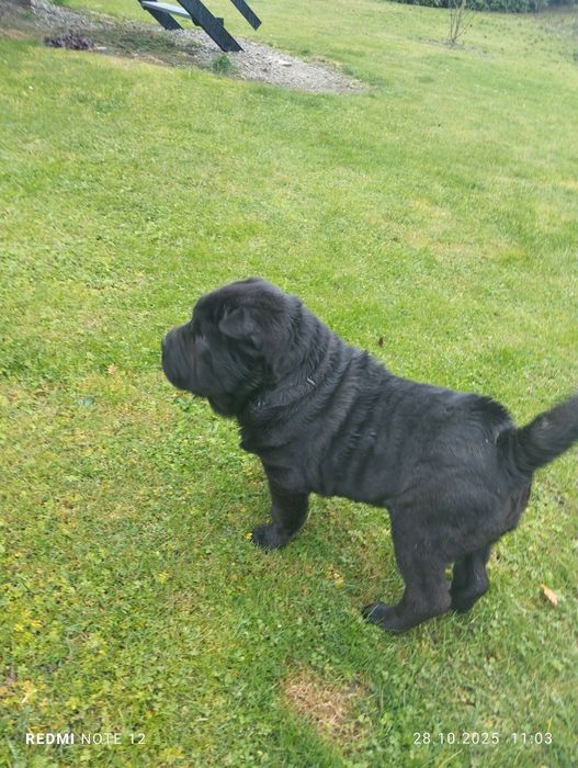 Piękny Szczeniak Shar Pei