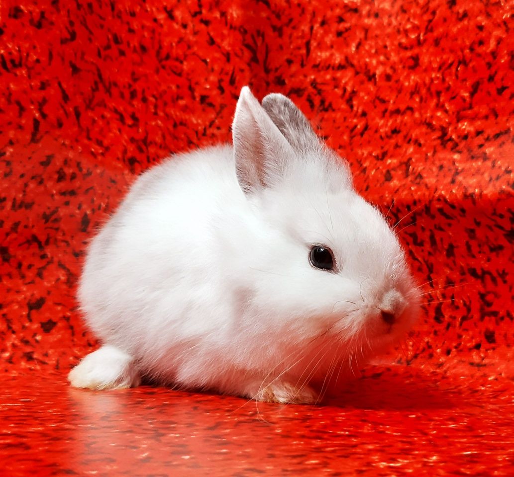 Карликовые мини кролики декорат.торчеухие и вислоухие кролики и клетки