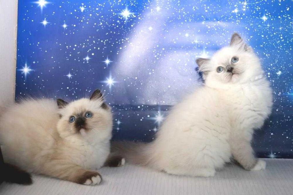 Чудові, чемні, красиві, охайні кошеня породи регдол