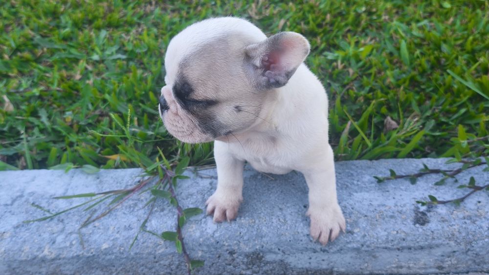 Bulldog francês fêmea disponível