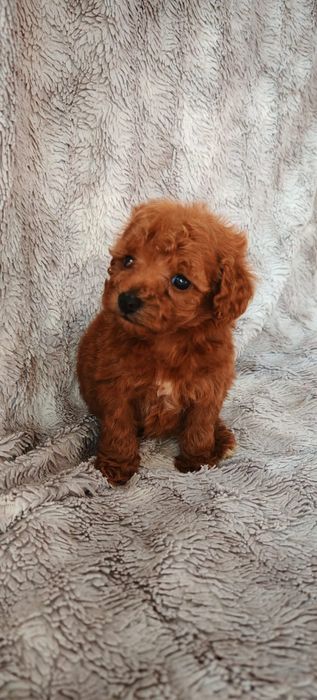 Pudel toy Red redbrown Red brown