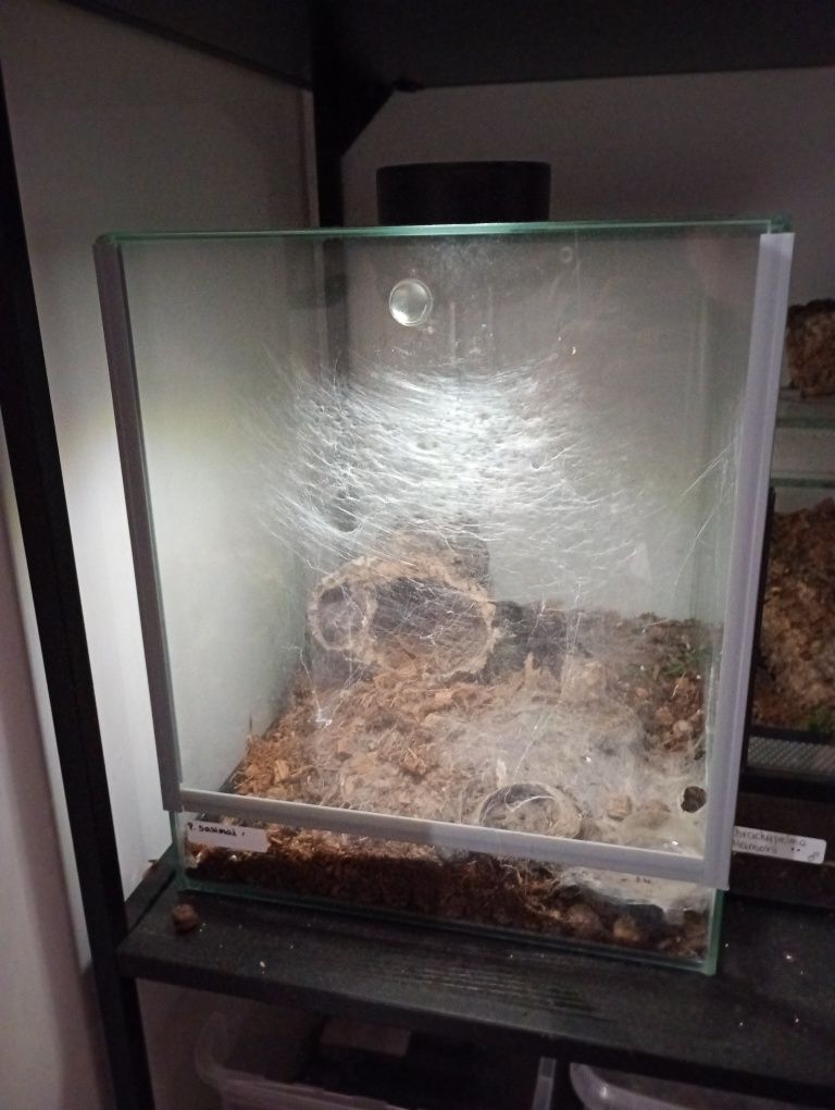 Dorosła samica Ptasznika P.sazimai z Terrarium