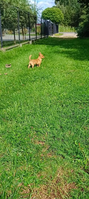 Chihuahua sunieczka