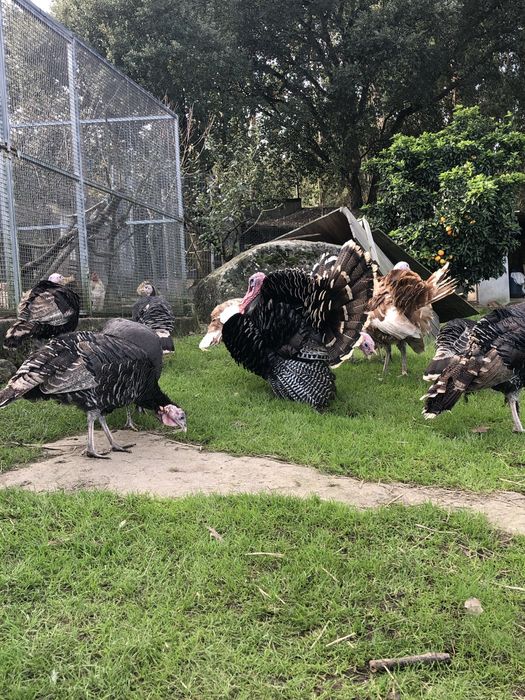 Perus selvagens, criados no campo.