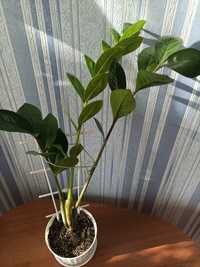 Заміокулькас -кімнатна рослина