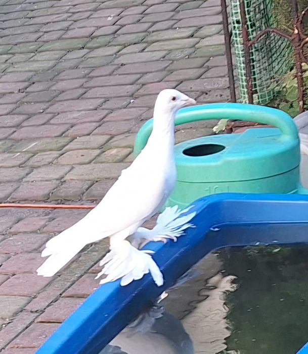 Gołąb Ozdobny Bocian