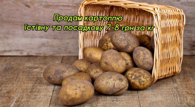Продам картоплю їстівну та посадкову